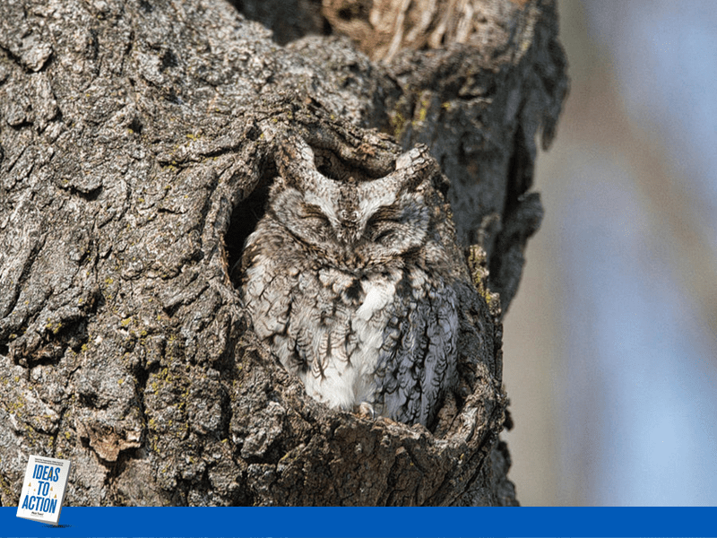 Metaphor for the Hidden Cause of Change Failure Hiding in Plain Sight