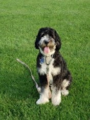 Paulie, Rick Tucci's family dog mentioned in bio.